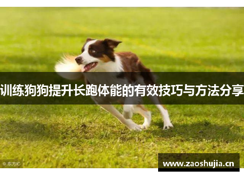 训练狗狗提升长跑体能的有效技巧与方法分享